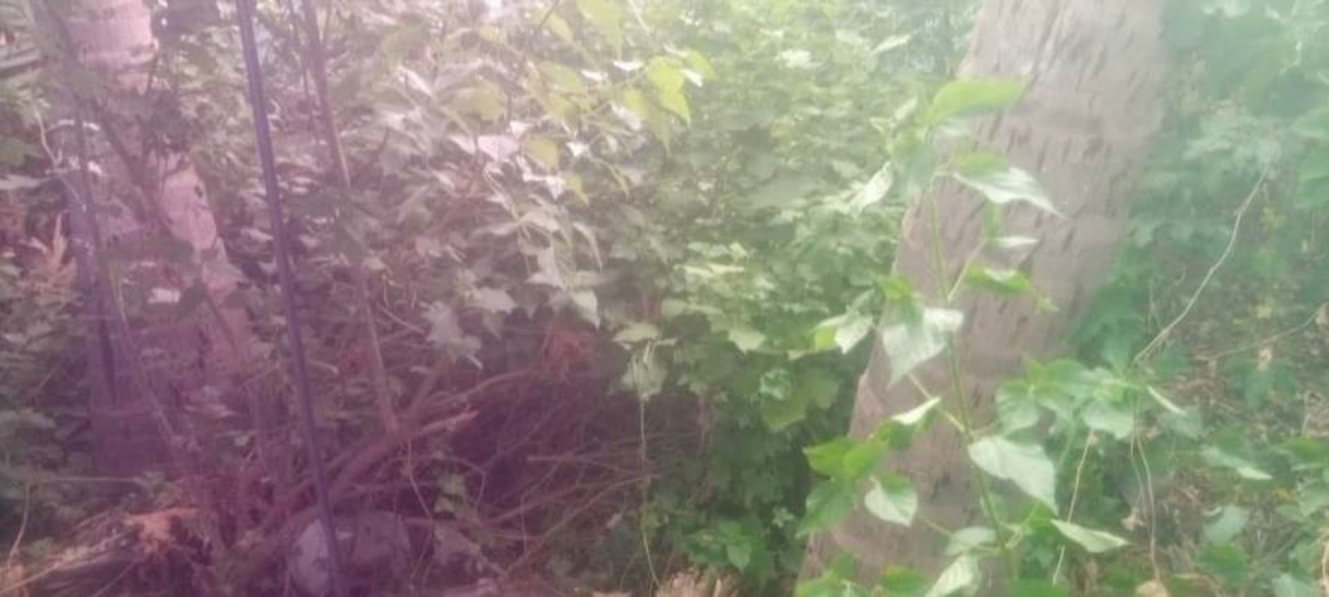 Property Photos 6